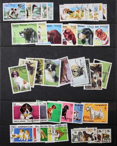 Cani superba collezione 42 - collezione,