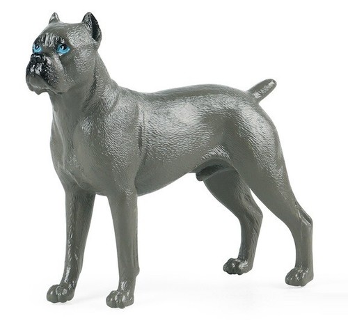Cane corso - corso,