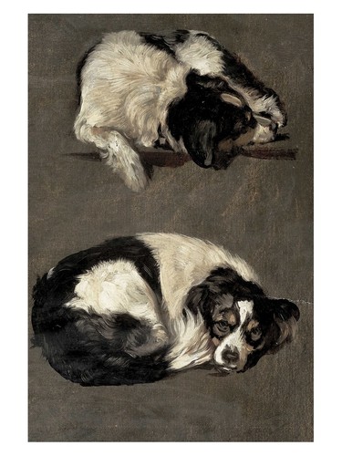 Cani rilassati poster classico - rilassati,