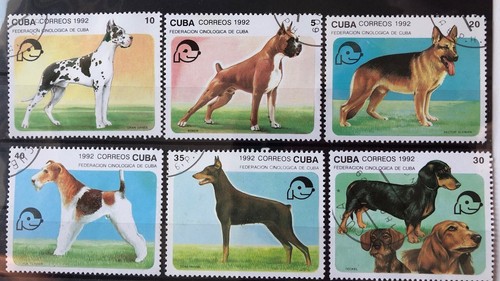 Cani caraibi - cani,