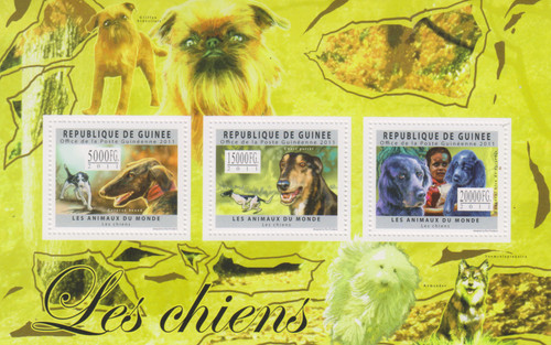 Cani guinea nuovi zecca - guinea, di