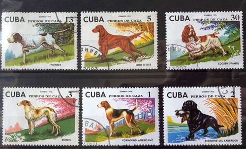 Cani caraibi - caraibi, (2)
