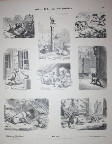 Vita animale cani - vita,