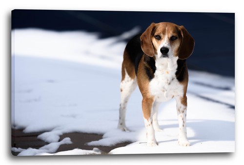 Tela cornice cane cani animali - cane,